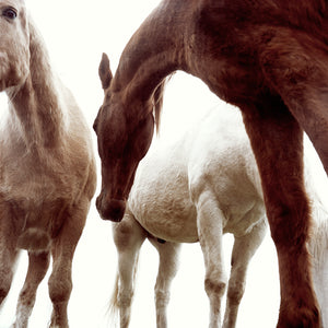 Three Horses