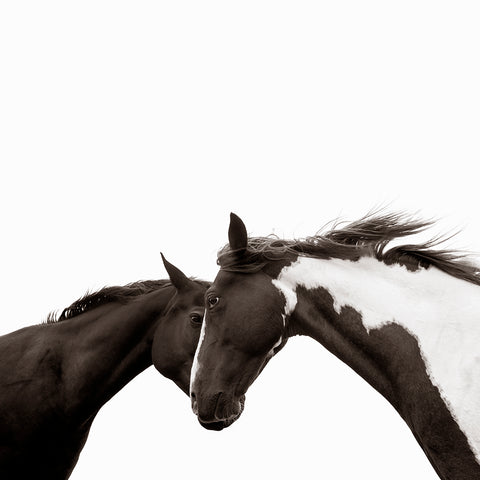 Two Horses